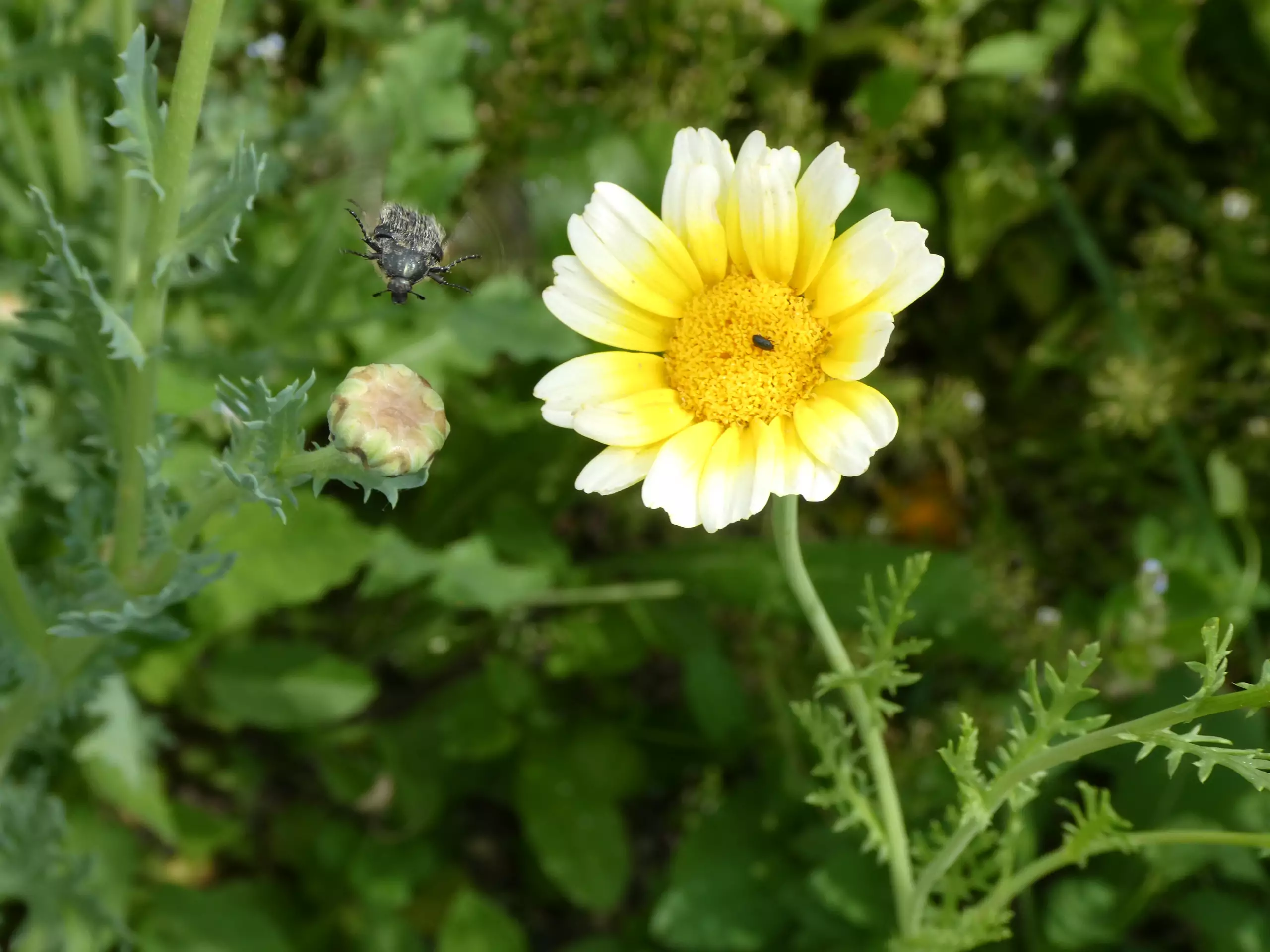 Les insectes du jardin