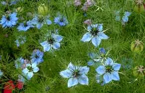 les plantes mellifères